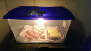 Incubator