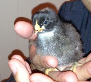 Baby chick